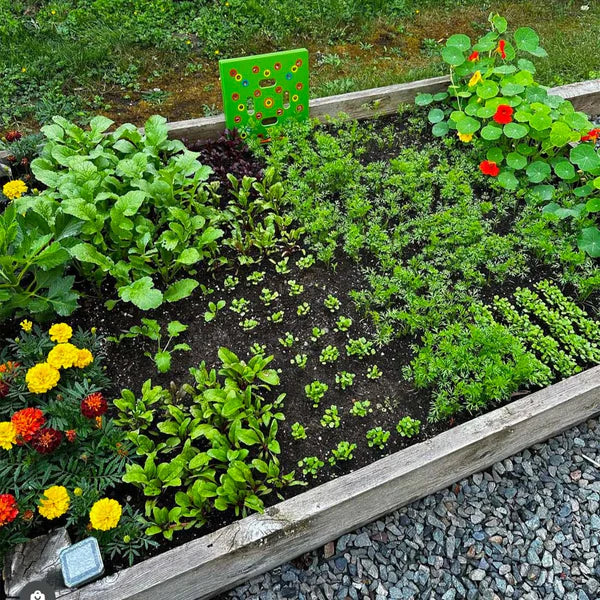 Precision Garden Seeder & Spacing Tool